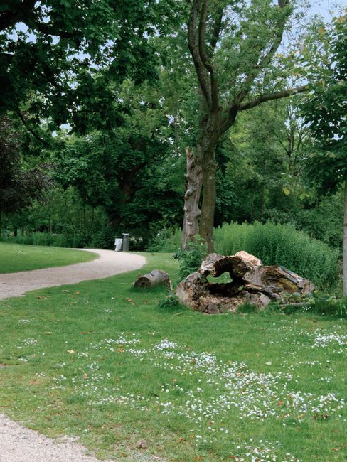 A peaceful park scene featuring a large, mature tree with textured, light-colored bark and sprawling green foliage. Surrounding the tree is a neatly maintained grassy area dotted with small white flowers. To the right of the tree, there is a collection of natural wood logs and a weathered, partially uprooted tree stump with rough, uneven surfaces. In the background, dense greenery including shrubs and other trees creates a lush, natural setting, with a winding light-colored gravel pathway curving to the left and disappearing into the distance. A small white waste bin is visible beside the pathway further back in the scene. The environment appears well-arranged and cared for, with the scene providing a quiet, natural atmosphere suitable for outdoor activities. The presence of the logs and natural debris suggests on-site clearance or natural fallen wood, supporting outdoor waste management or private disposal activities. The overall scene exemplifies a tranquil urban park area that could be managed or cleared as part of local or private rubbish removal services, such as those offered by Waste Disposal Tufnell Park.